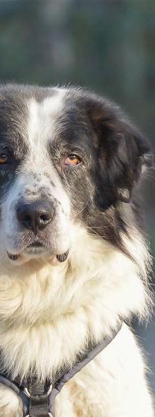 Ilko – Griechischer Schäferhund, Männchen, 3 Jahre, 45141 Essen – Foto 4