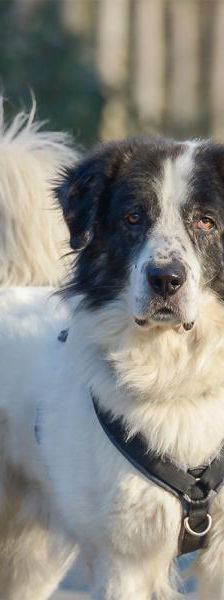 Ilko – Griechischer Schäferhund, Männchen, 3 Jahre, 45141 Essen – Foto 5