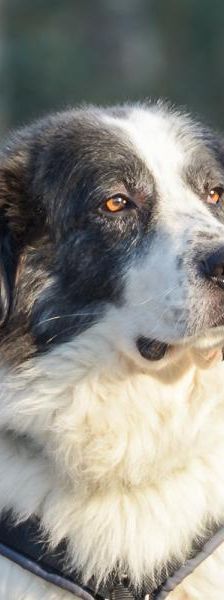 Ilko – Griechischer Schäferhund, Männchen, 3 Jahre, 45141 Essen – Foto 6