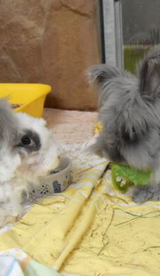 Shadow – Angorakaninchen, Männchen, Alter unbekannt, 90537 Feucht – Foto 1