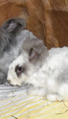 Shadow – Angorakaninchen, Männchen, Alter unbekannt, 90537 Feucht – Foto 2