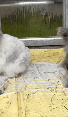 Shadow – Angorakaninchen, Männchen, Alter unbekannt, 90537 Feucht – Foto 3