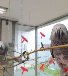 Lucy – Graupapagei, Weibchen, 20 Jahre, 13057 Berlin – Foto 12