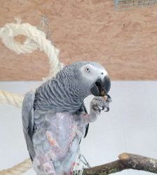 Lucy – Graupapagei, Weibchen, 20 Jahre, 13057 Berlin – Foto 3