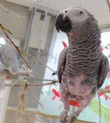 Lucy – Graupapagei, Weibchen, 20 Jahre, 13057 Berlin – Foto 9