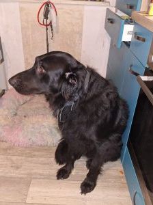 Bruno – Mischling (Altdeutscher Hüdehund, Harzer Fuchs, Labrador, Jagdhund) Mix, Männchen, 3 Jahre, 97525 Schwebheim – Foto 2