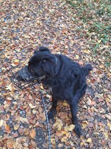 Bruno – Mischling (Altdeutscher Hüdehund, Harzer Fuchs, Labrador, Jagdhund) Mix, Männchen, 3 Jahre, 97525 Schwebheim – Foto 3