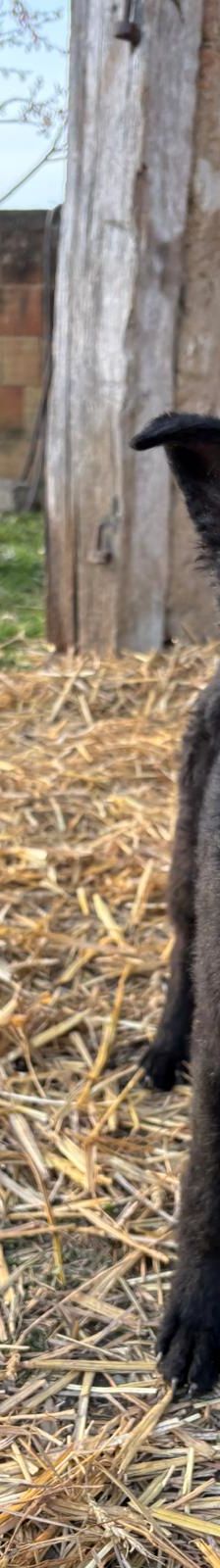 Cvita – Kroatischer Schäferhund-Mix / Rauhaar, Weibchen, 6 Monate, Nordic Strays e.V. – Foto 2
