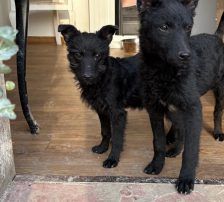 Cvita – Kroatischer Schäferhund-Mix / Rauhaar, Weibchen, 6 Monate, Nordic Strays e.V. – Foto 11
