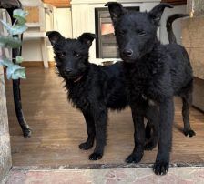 Cvita – Kroatischer Schäferhund-Mix / Rauhaar, Weibchen, 6 Monate, Nordic Strays e.V. – Foto 12