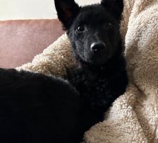Cvita – Kroatischer Schäferhund-Mix / Rauhaar, Weibchen, 6 Monate, Nordic Strays e.V. – Foto 3