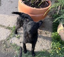 Cvita – Kroatischer Schäferhund-Mix / Rauhaar, Weibchen, 6 Monate, Nordic Strays e.V. – Foto 4