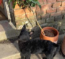 Cvita – Kroatischer Schäferhund-Mix / Rauhaar, Weibchen, 6 Monate, Nordic Strays e.V. – Foto 5
