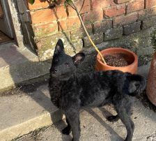 Cvita – Kroatischer Schäferhund-Mix / Rauhaar, Weibchen, 6 Monate, Nordic Strays e.V. – Foto 6