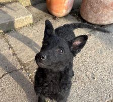 Cvita – Kroatischer Schäferhund-Mix / Rauhaar, Weibchen, 6 Monate, Nordic Strays e.V. – Foto 7