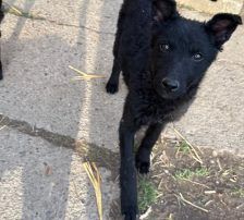 Cvita – Kroatischer Schäferhund-Mix / Rauhaar, Weibchen, 6 Monate, Nordic Strays e.V. – Foto 8