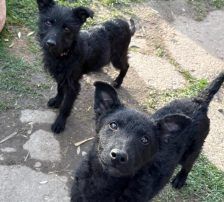 Cvita – Kroatischer Schäferhund-Mix / Rauhaar, Weibchen, 6 Monate, Nordic Strays e.V. – Foto 9