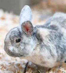 Barney – Widder, Männchen, Alter unbekannt, 13057 Berlin – Foto 2