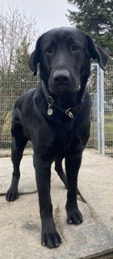 Aramis – Mischling, Männchen, Alter unbekannt, 70195 Stuttgart-Botnang – Foto 1