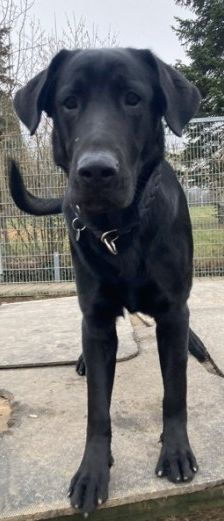 Aramis – Mischling, Männchen, Alter unbekannt, 70195 Stuttgart-Botnang – Foto 6