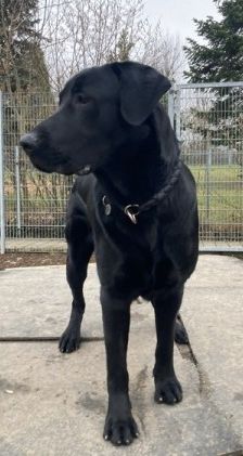 Aramis – Mischling, Männchen, Alter unbekannt, 70195 Stuttgart-Botnang – Foto 7