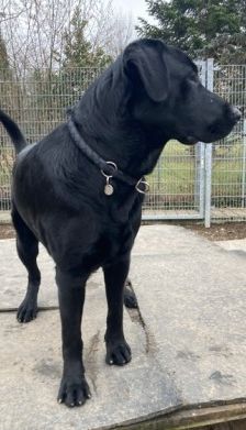 Aramis – Mischling, Männchen, Alter unbekannt, 70195 Stuttgart-Botnang – Foto 8