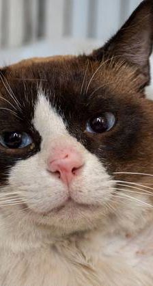 Mapachón – Siam-Mix, Männchen, 8 Jahre, 65520 Bad Camberg – Foto 1