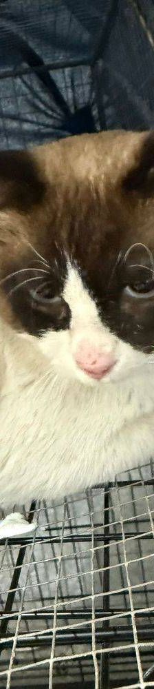 Mapachón – Siam-Mix, Männchen, 8 Jahre, 65520 Bad Camberg – Foto 2