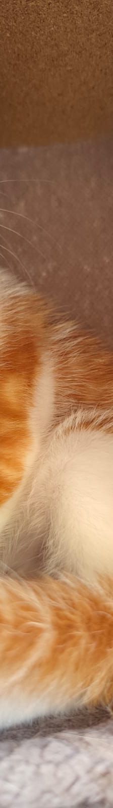 Acai – Katze, Unbekannt, Alter unbekannt, Nordic Strays e.V. – Foto 2