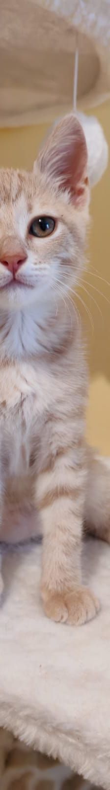 Acai – Katze, Unbekannt, Alter unbekannt, Nordic Strays e.V. – Foto 7