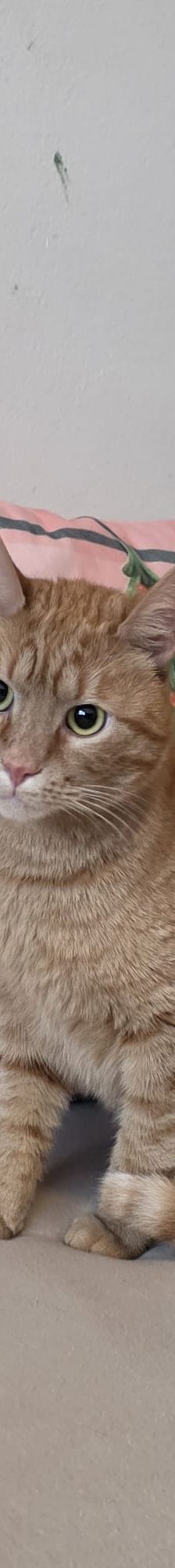Acai – Katze, Unbekannt, Alter unbekannt, Nordic Strays e.V. – Foto 10