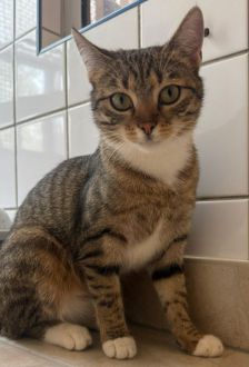 Zeitone – EKH, Weibchen, 1 Jahr, 97074 Würzburg – Foto 1