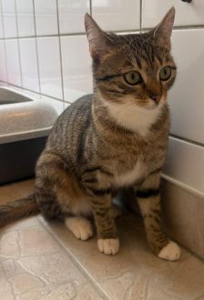 Zeitone – EKH, Weibchen, 1 Jahr, 97074 Würzburg – Foto 2