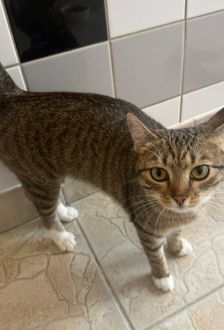 Zeitone – EKH, Weibchen, 1 Jahr, 97074 Würzburg – Foto 3