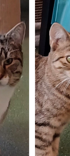 Papa Bär – Katze, Männchen, Alter unbekannt, 28357 Bremen – Foto 1