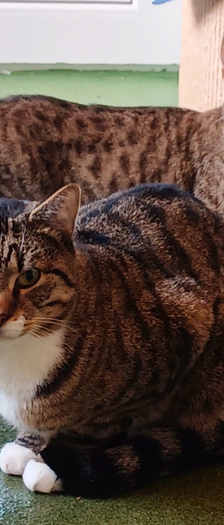 Papa Bär – Katze, Männchen, Alter unbekannt, 28357 Bremen – Foto 2