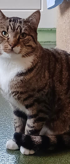 Papa Bär – Katze, Männchen, Alter unbekannt, 28357 Bremen – Foto 4
