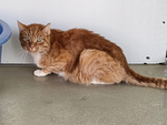 Siegfried – Katze, Männchen, 8 Jahre, 28357 Bremen – Foto 2