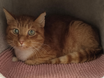 Siegfried – Katze, Männchen, 8 Jahre, 28357 Bremen – Foto 3