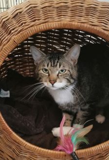Hans-Günther-Jürgen – EKH, Männchen, 2 Jahre, 97074 Würzburg – Foto 1