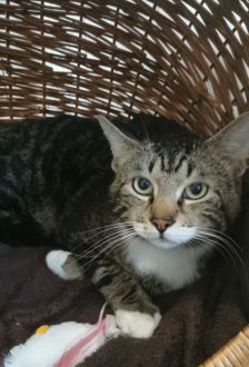 Hans-Günther-Jürgen – EKH, Männchen, 2 Jahre, 97074 Würzburg – Foto 2