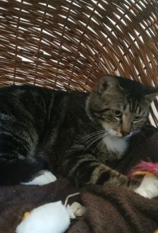 Hans-Günther-Jürgen – EKH, Männchen, 2 Jahre, 97074 Würzburg – Foto 3