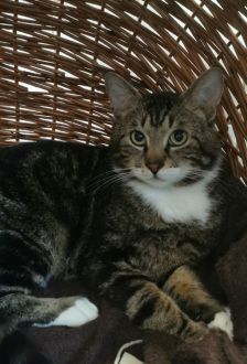 Hans-Günther-Jürgen – EKH, Männchen, 2 Jahre, 97074 Würzburg – Foto 4