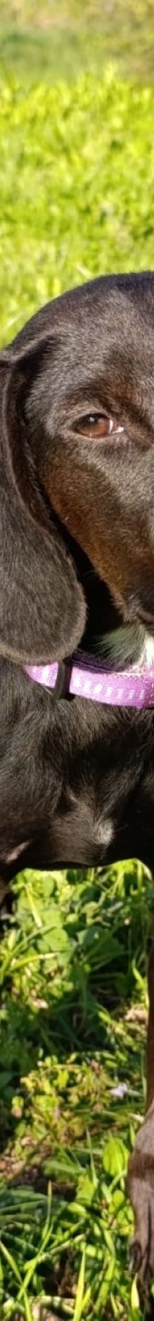 Luna – Mischling, Weibchen, Alter unbekannt, Nordic Strays e.V. – Foto 1