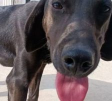 Luna – Mischling, Weibchen, Alter unbekannt, Nordic Strays e.V. – Foto 2