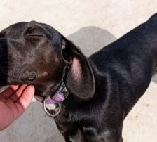 Luna – Mischling, Weibchen, Alter unbekannt, Nordic Strays e.V. – Foto 3