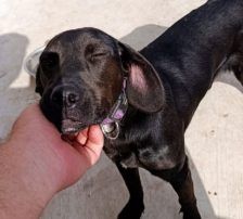 Luna – Mischling, Weibchen, Alter unbekannt, Nordic Strays e.V. – Foto 4
