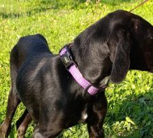 Luna – Mischling, Weibchen, Alter unbekannt, Nordic Strays e.V. – Foto 5