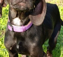 Luna – Mischling, Weibchen, Alter unbekannt, Nordic Strays e.V. – Foto 6