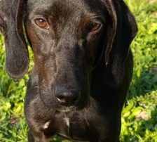 Luna – Mischling, Weibchen, Alter unbekannt, Nordic Strays e.V. – Foto 7